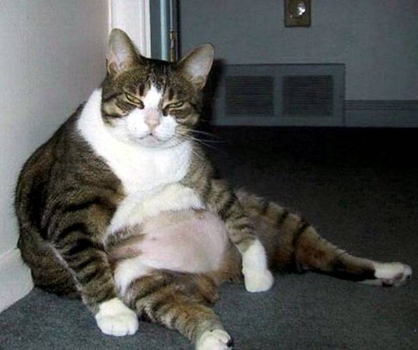 易胖体质是一种怎样的体验 血泪减肥史想想都心酸