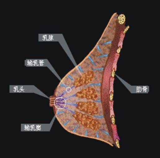 职场女性为什么乳腺癌高发 我们该如何爱护乳房