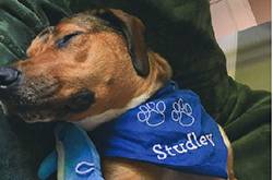 狗狗梦境多数关于主人 养狗网友感动的已哭瞎