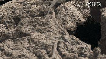 海滩群蛇追杀海蜥蜴 小蜥蜴还是成功脱身