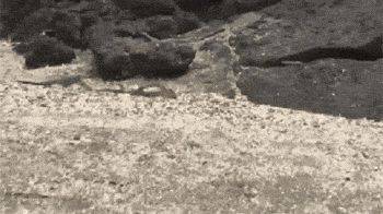 海滩群蛇追杀海蜥蜴 小蜥蜴还是成功脱身