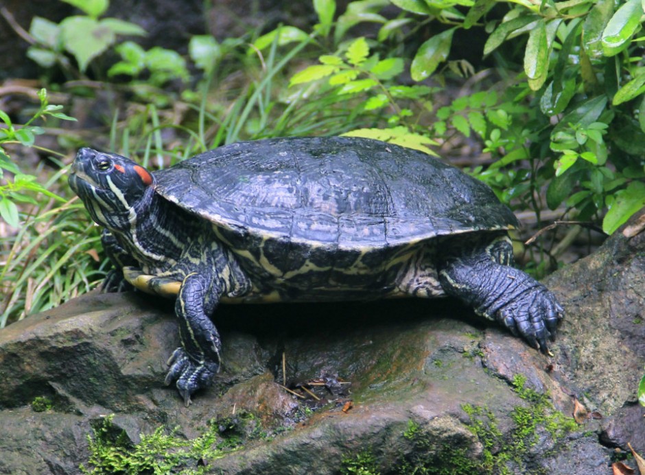 乌龟从30楼摔下 砸中一名老太太头部