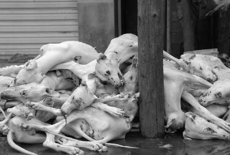 玉林狗肉节辩论会 玉林狗肉节杀狗图片