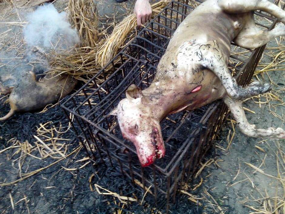 玉林狗肉节辩论会 玉林狗肉节杀狗图片