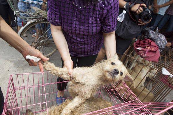 玉林狗肉节辩论会 玉林狗肉节杀狗图片