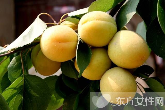 孕妇可以吃桃子吗 哪些水果孕妇不能吃呢