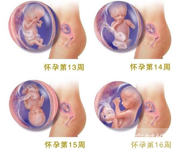 怀孕时间怎么算 4大计算法教会你