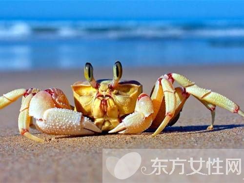 孕妇可以吃螃蟹吗 孕妇怀孕时的饮食应注意什么