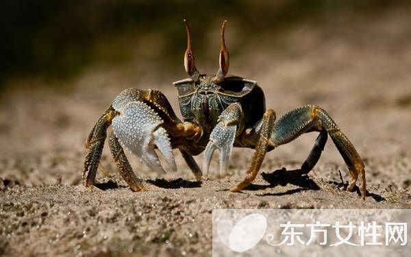 孕妇可以吃螃蟹吗 孕妇怀孕时的饮食应注意什么