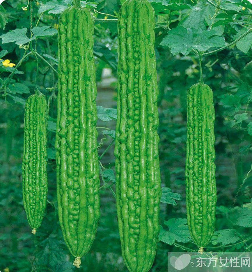 孕妇可以吃苦瓜吗 孕妇吃苦瓜的坏处有哪些