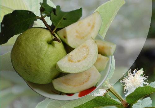 孕妇可以吃番石榴吗 推荐适合孕妇吃的7种水果