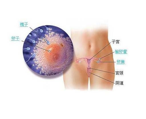 几天能测出怀孕 测怀孕的方式有哪些