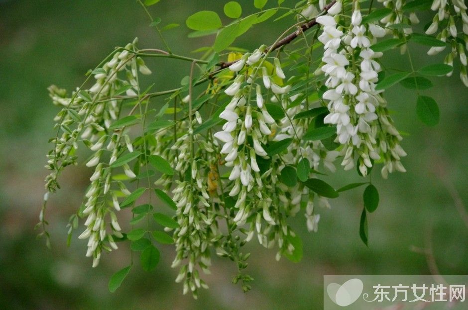 孕妇能吃槐花吗 槐花的功效与作用及禁忌