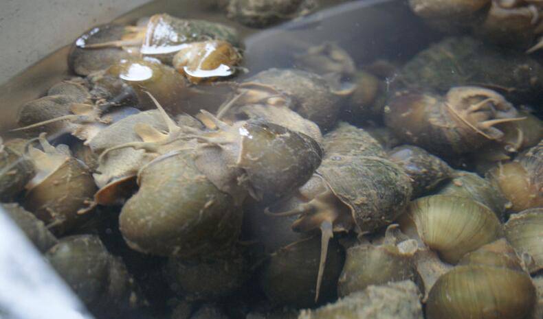 孕妇可以吃田螺吗 田螺有哪些营养价值