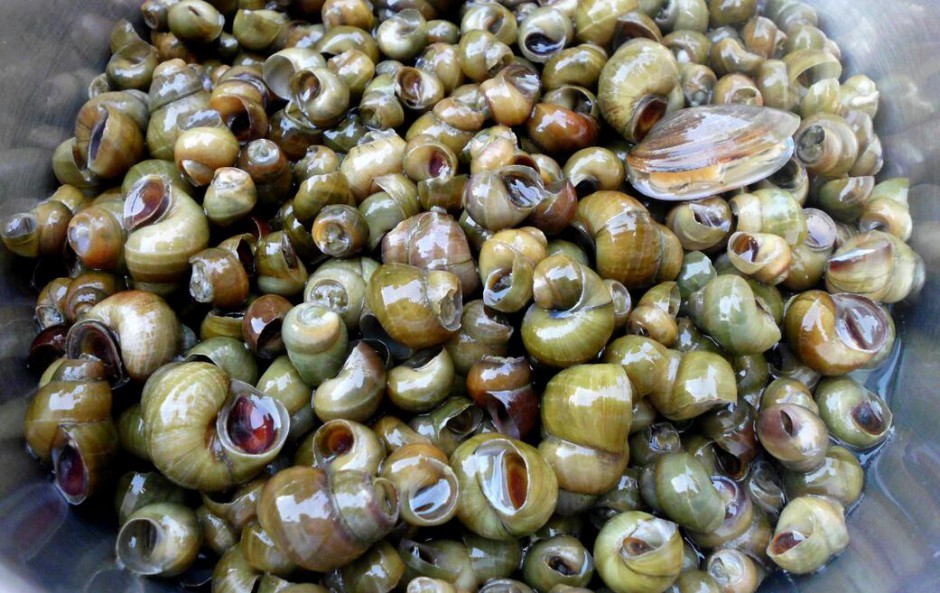 孕妇可以吃田螺吗 田螺有哪些营养价值