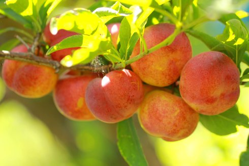 李子也具备养颜美容功效 孕妇可以吃李子吗