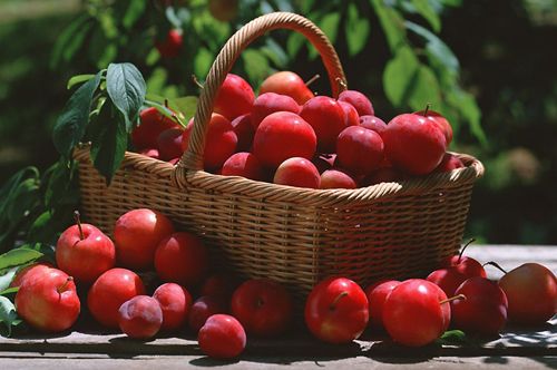 李子也具备养颜美容功效 孕妇可以吃李子吗