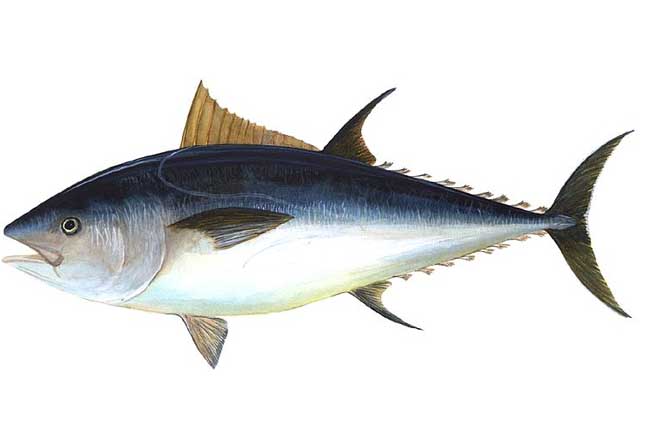 坐月子食谱推荐 坐月子的妈妈吃什么好