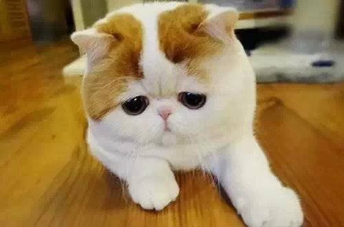 当年的小蛮腰 如今却在办公室胖成了喵