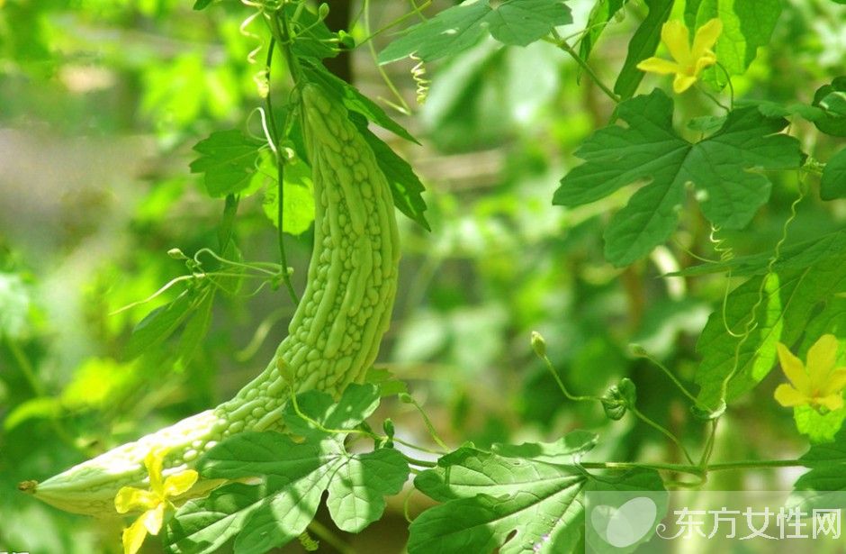 苦瓜减肥法 塑造魔鬼身材不是事