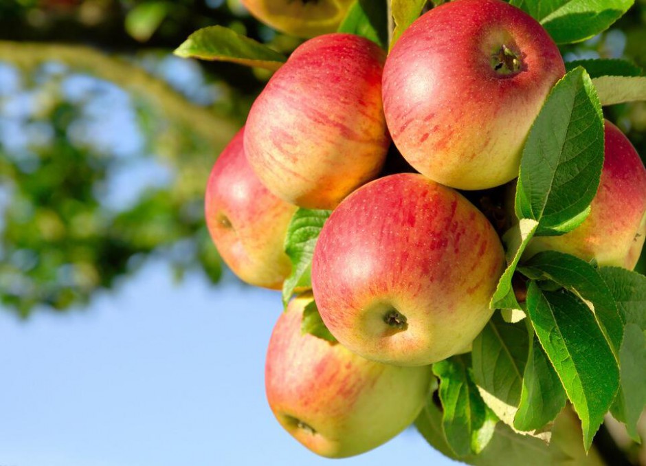 苹果能减肥 揭苹果减肥的正确方法