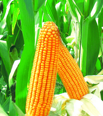 吃玉米会胖吗 巧吃玉米不做 小腹婆