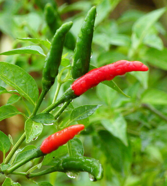 不吃饭能减肥吗 不吃饭也瘦身的减肥小妙招