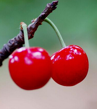 吃什么水果减肥最快 吃11种水果快速减肥