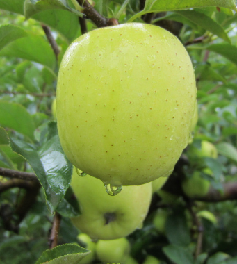 吃什么水果减肥 水果减肥餐让女人享瘦每一天