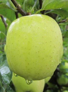 女人吃什么美容 经期吃什么水果美容又瘦身