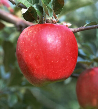 苹果减肥法 吃苹果减肥的原因和方法