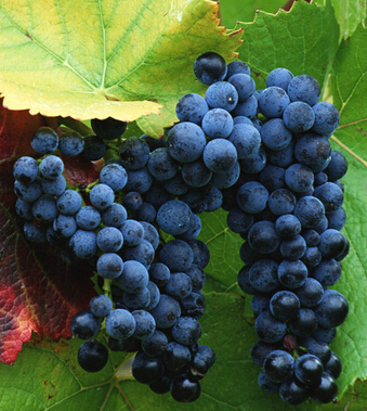 什么水果减肥 4种水果吸光你身上难缠脂肪