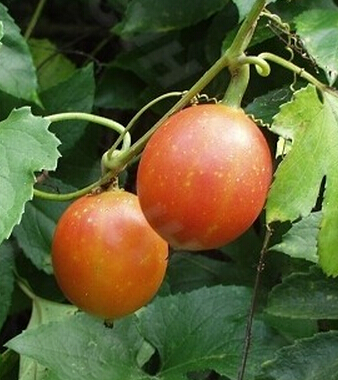 中医减肥方法 中医偏方帮助你有效减肥