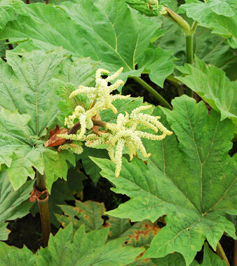 中医减肥方法 六种方法瘦身不反弹