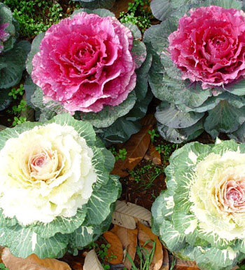 减肥吃什么最好 盘点11种超赞刮油食物