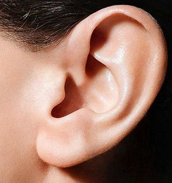 耳穴刺针减肥法能够加速脂肪分解