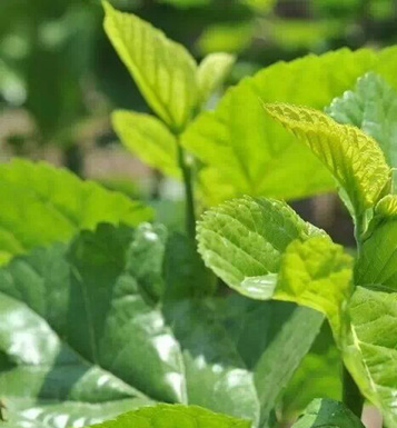 桑叶减肥法 桑叶减肥有哪些减肥方法呢