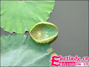 减肥瘦身的中药处方有哪些