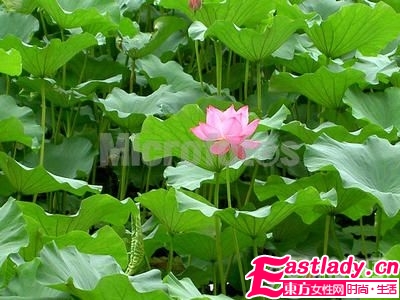 盘点五款神奇的中药减脂食品