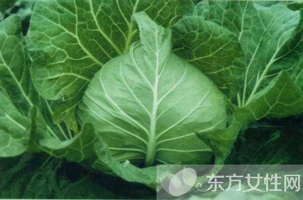 减肥食品有哪些 最佳减肥食物大盘点