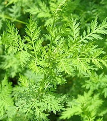 民间饮食减肥秘方