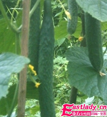 夏季最能减肥的9大蔬果