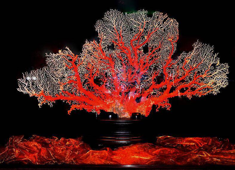 红珊瑚的5大作用 7个小技巧鉴别真假红珊瑚