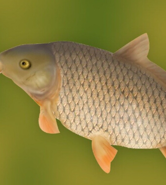 秋季进补 秋季进补多吃9种鱼