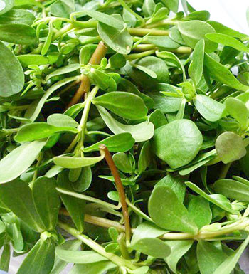 小儿夏季长痱子怎么办 九种治小儿痱子的方法