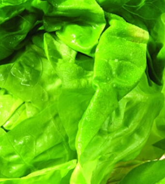 婴儿饮食调理 饮食调理打造宝宝健康体质