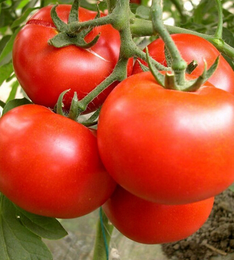 天天饮食 盘点十种最好的儿童食品