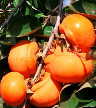 秋季饮食禁忌 6类食物需注意