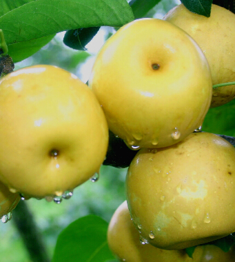 儿童饮食与健康 秋季宝宝吃什么