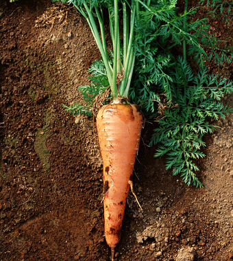 胡萝卜的功效与作用 有助于宝宝健康成长